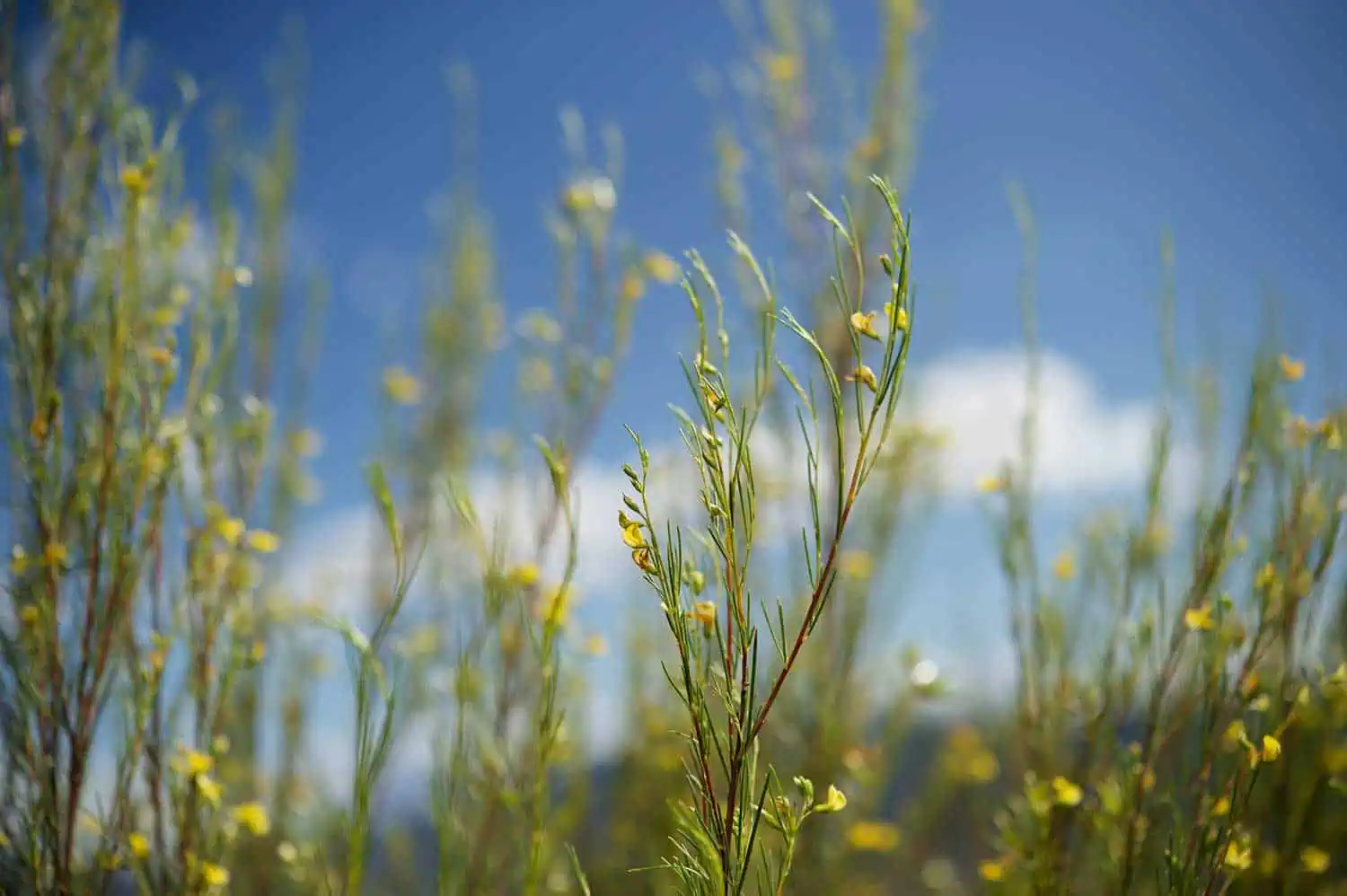 carmien_tea_usa_discover_rooibos_the_plant